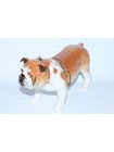 Sculpture Dog English Bulldog